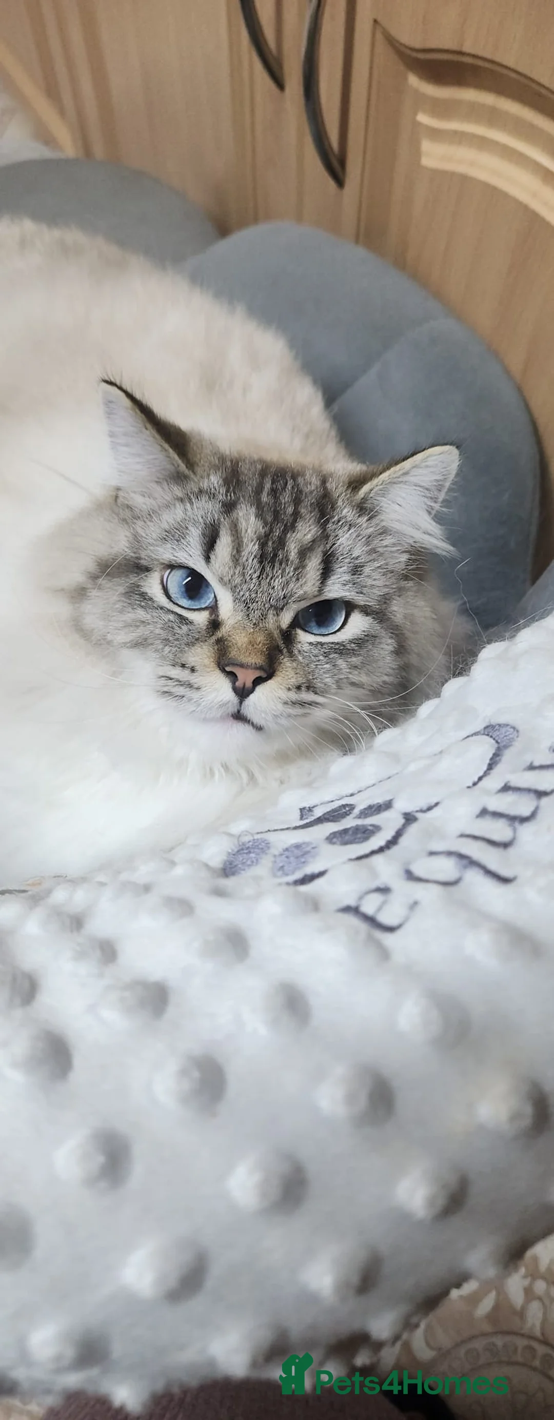 Ragdoll cats for sale: Huge Lynx mitted boy looking for a loving home - Advert 1