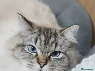 Ragdoll cats Huge Lynx mitted boy looking for a loving home - Advert 1