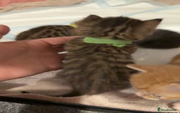 Mixed Breed cats for sale: 9 Mixed Bengal Kittens For Sale - Image 13