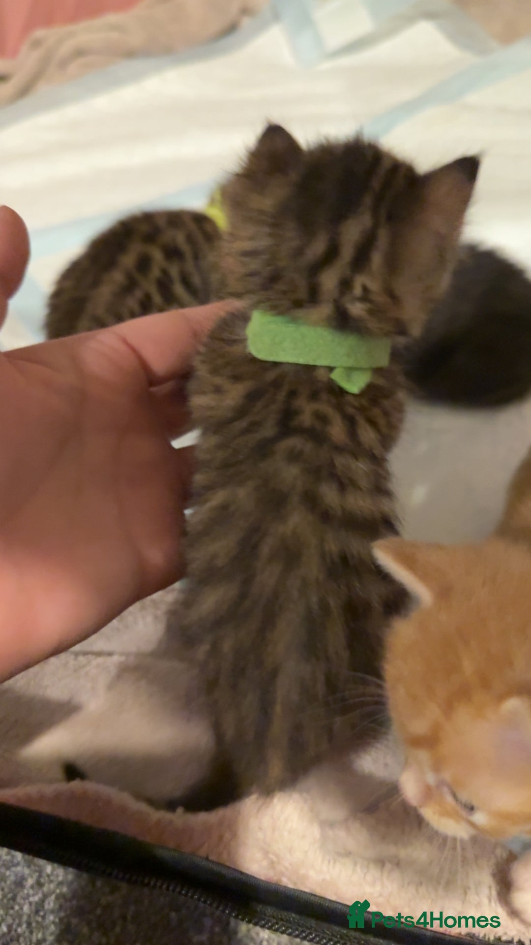 Mixed Breed cats for sale: 9 Mixed Bengal Kittens For Sale - Image 13