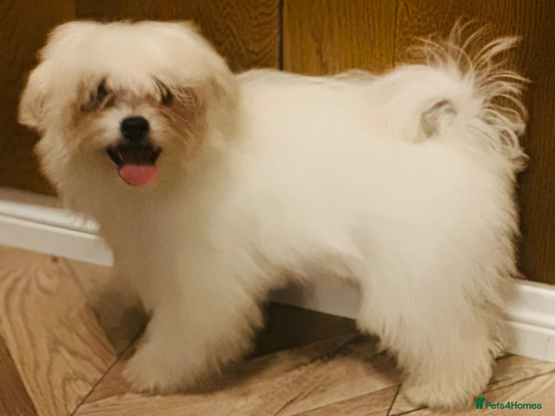 Bichon Frise dogs for sale: BEAUTIFUL puppy for sale (vacc+chip)  🐶 🐕  - Advert 2