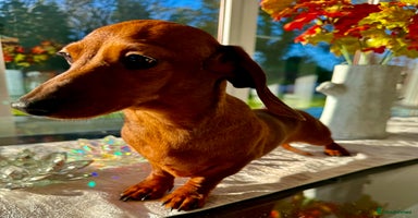 Miniature Dachshund dogs Daisy: The Little Dog They Tried to Forget - Advert 5