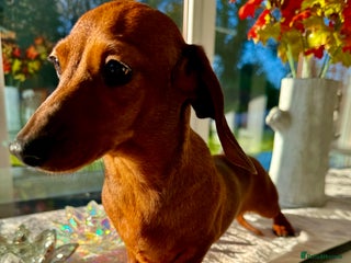 Miniature Dachshund dogs Daisy: The Little Dog They Tried to Forget - Advert 8