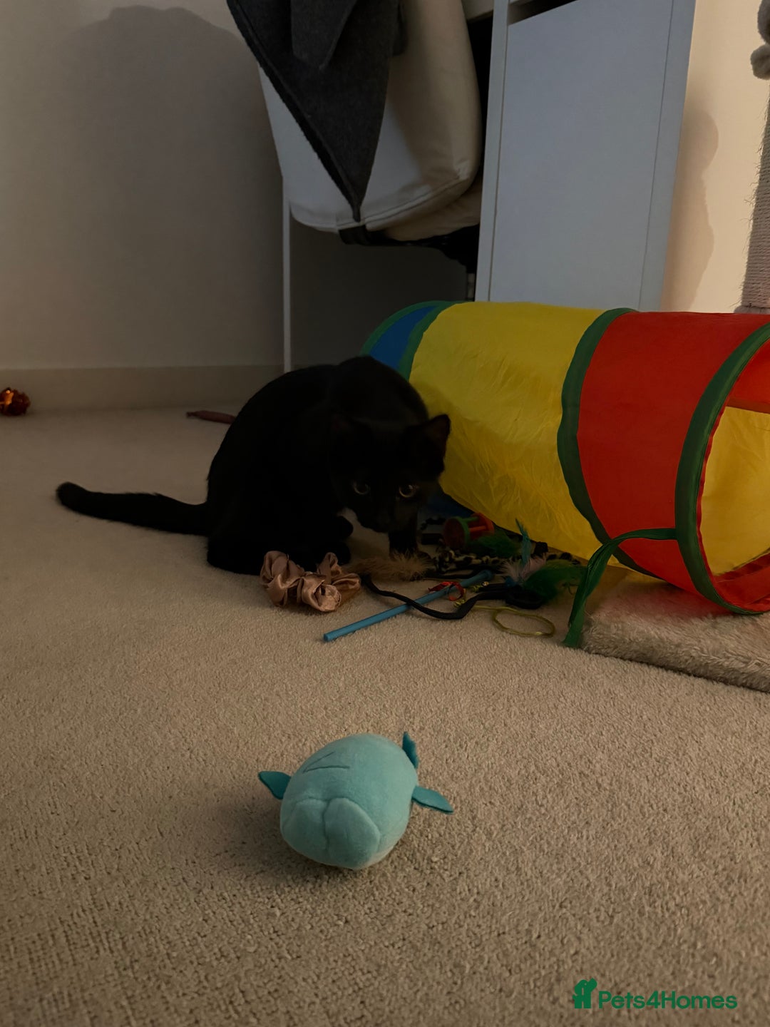 Mixed Breed cats for sale: Friendly Cat Looking for a Loving Home - Advert 7