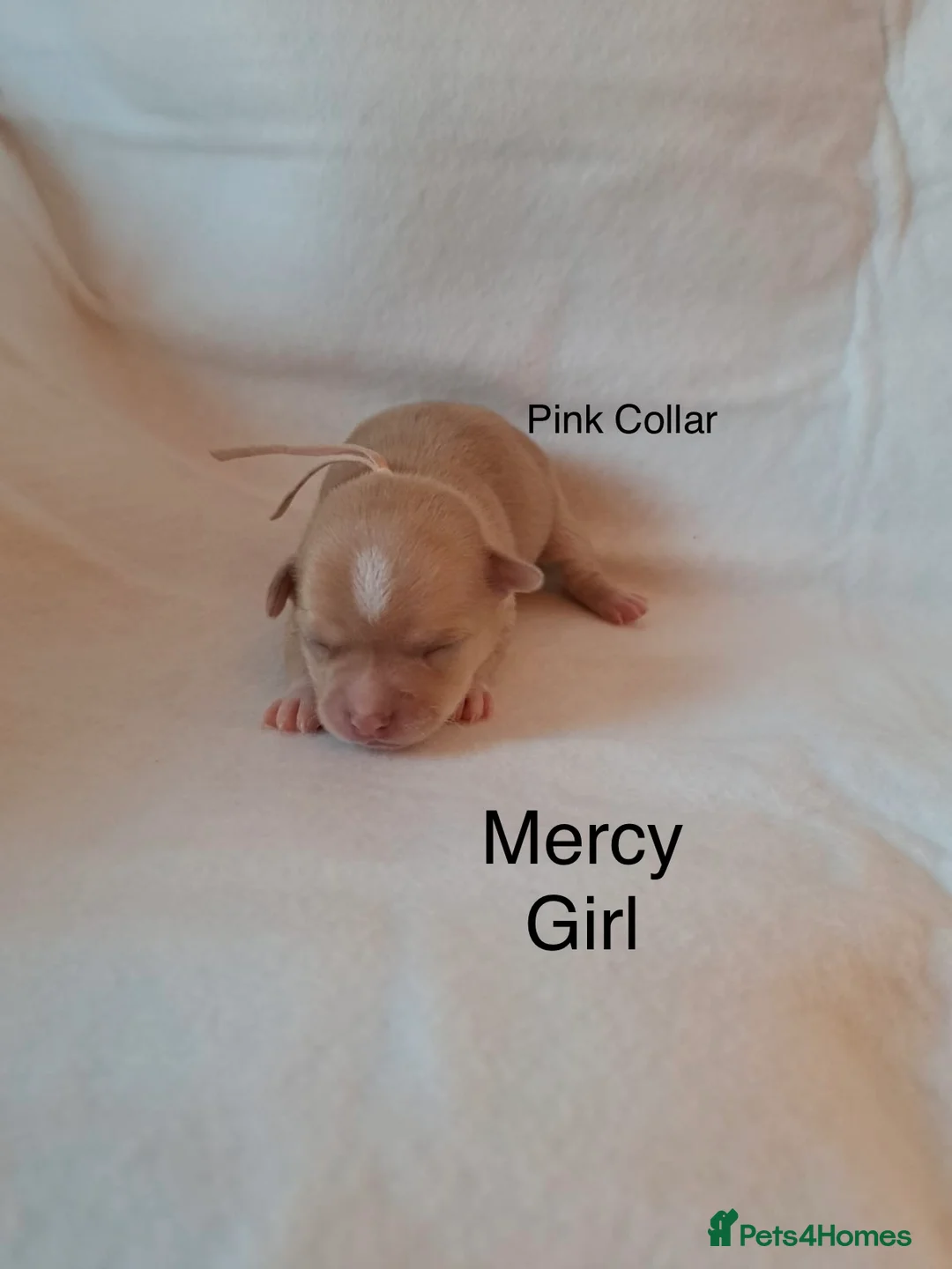 Chihuahua dogs for sale: Beautiful Chihuahua pups 1 Boy left  - Advert 20