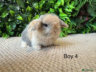 Mini Lop rabbits ⭐️ mini lops ⭐️ 2 boys ready to go - Advert 2