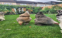 Chickens poultry for sale: Hatching eggs - Image 20