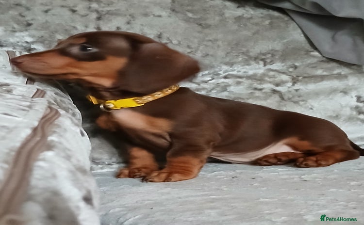 Dachshund dogs - Advert 4