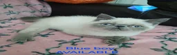 Exotic cats for sale: EXCEPTIONAL PERSIAN EXOTIC KITTENS  - Advert 11