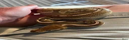 Python Snake reptiles for sale: Rain, the Royal Python - 1 Year 9 Months in Billingham - Advert 6