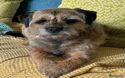 Border Terrier dogs for sale: KC REG SLEM CLEAR PUPPIES - Image 7