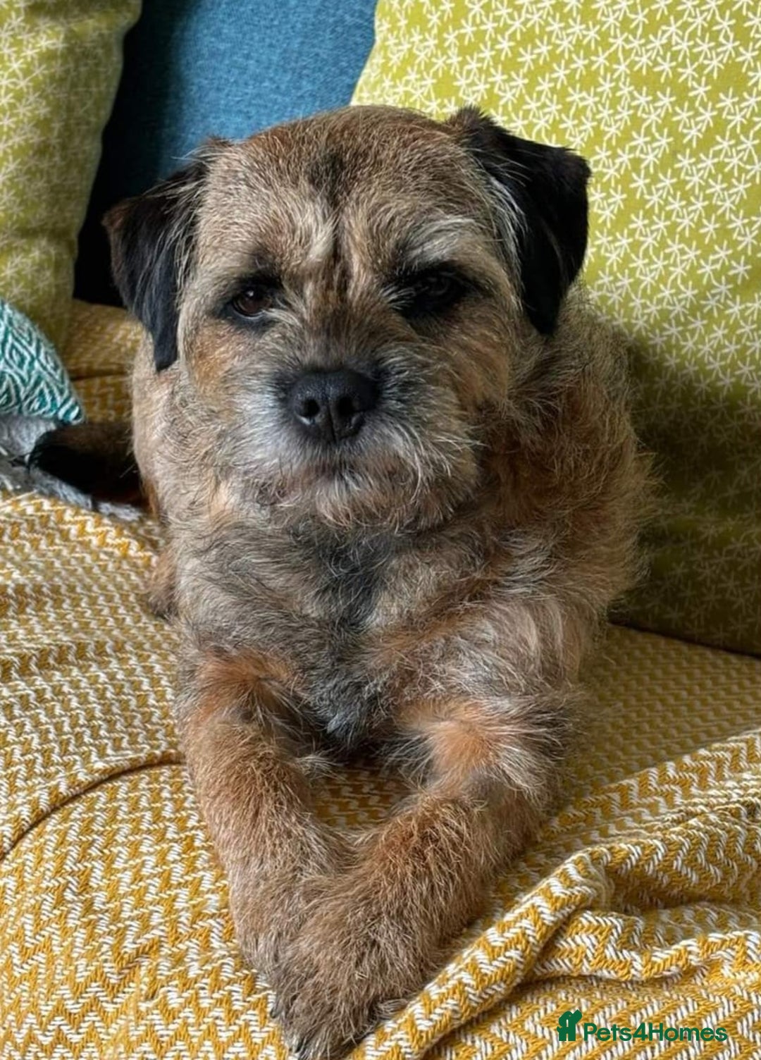 Border Terrier dogs for sale: KC REG SLEM CLEAR PUPPIES - Image 7