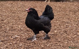Chickens poultry for sale: Hybrid Hens for Sale - the Egg-clusive collection - Image 3