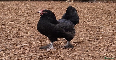 Chickens poultry - Advert 8