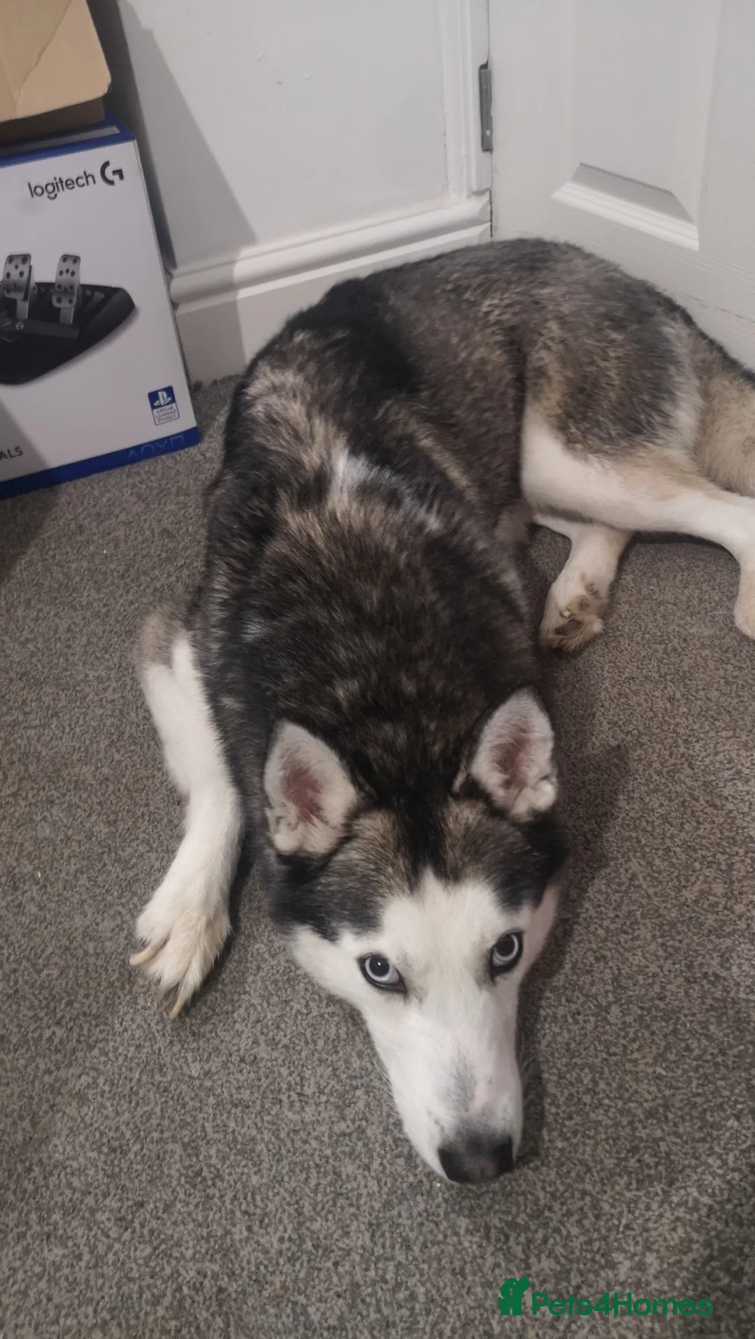 Siberian Husky dogs for sale: Siberian husky pups due 09/10/2026 - Advert 2