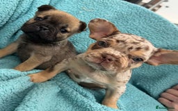 Mixed Breed dogs for sale: REDUCED!!! REDUCED!!! French bulldog boys - Image 1