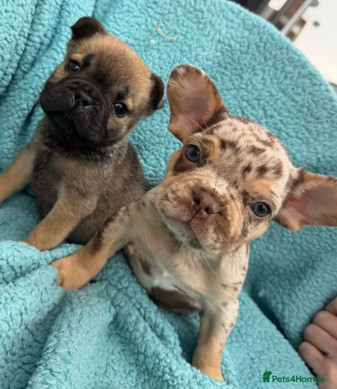 Mixed Breed dogs for sale: REDUCED!!! REDUCED!!! French bulldog boys - Image 1