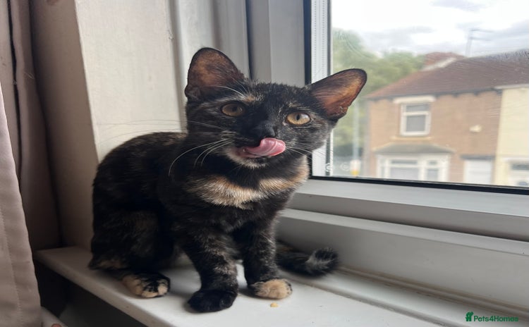 Domestic Shorthair cats - Advert 2
