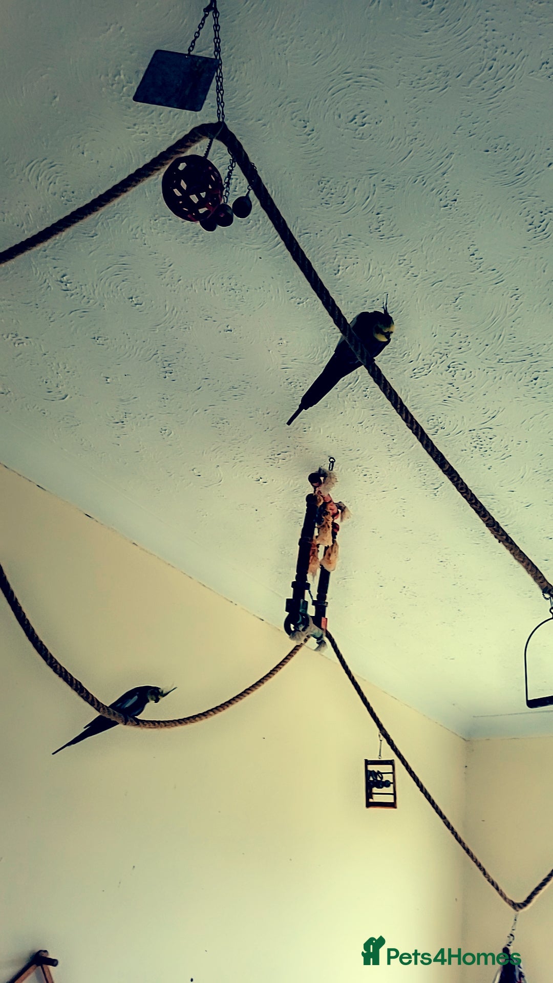 Mixed Breed birds Three cocktails and one kakariki and a small finch - Advert 1