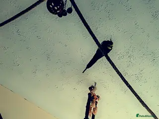 Mixed Breed birds Three cocktails and one kakariki and a small finch - Advert 1