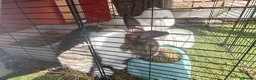 Mixed Breed rabbits for sale: Male rabbits in Portsmouth - Advert 3