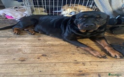 Rottweiler dogs for sale: Rottweiler  - Image 4