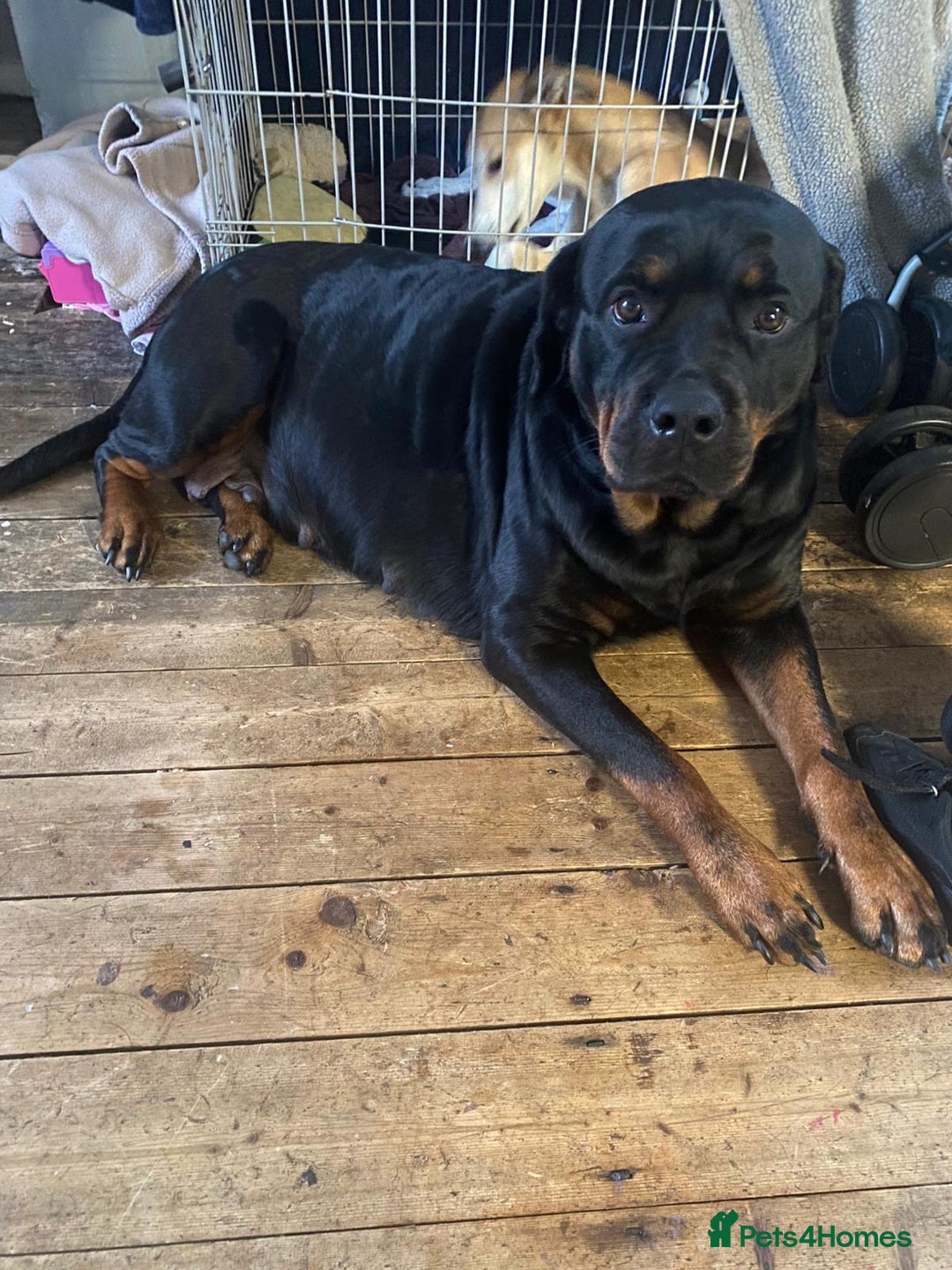 Rottweiler dogs for sale: Rottweiler  - Image 4