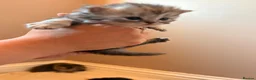Scottish Fold cats for sale: 5 x pure bred Scottish Fold kittens  - Advert 6