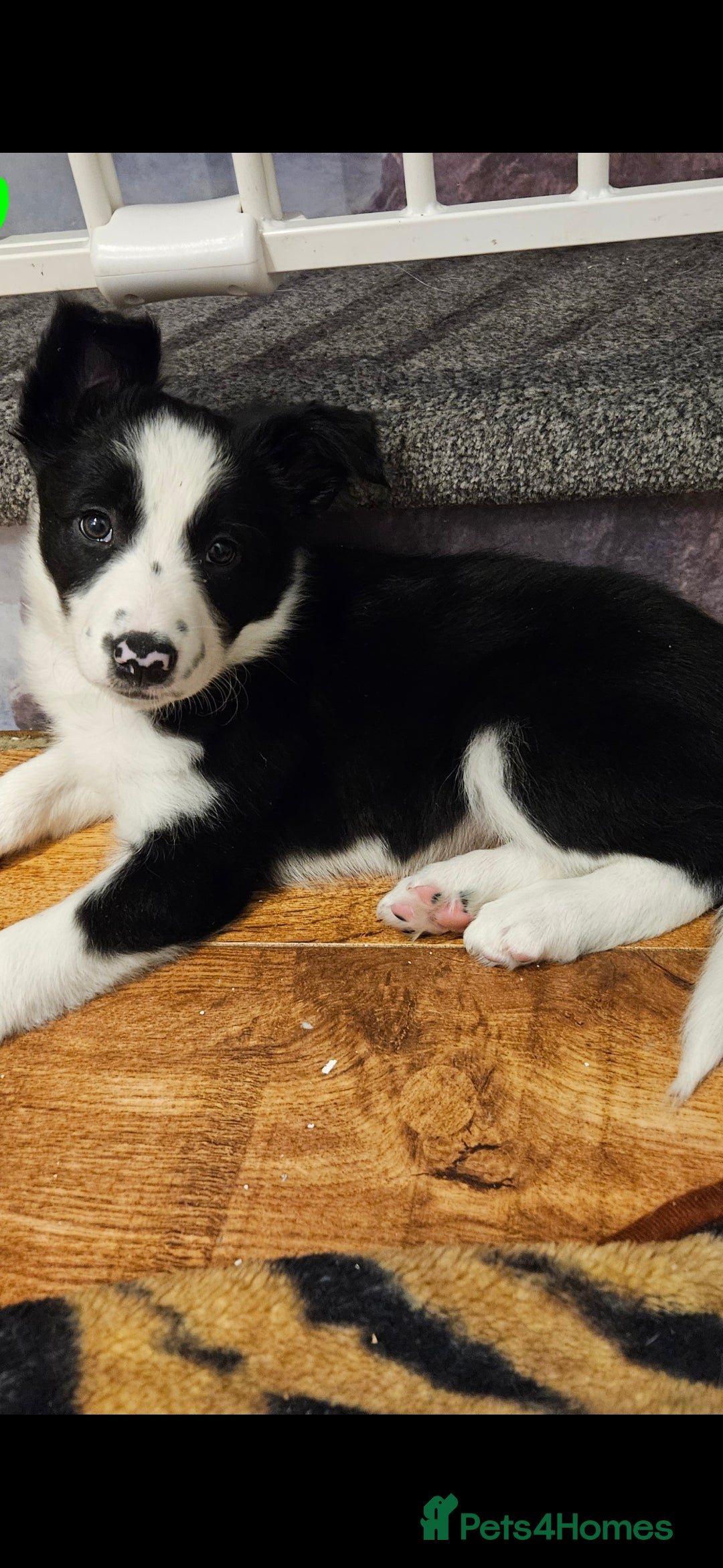 Border Collie dogs for sale: Beautiful Border Collie Puppy girl ready now - Advert 5