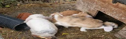 Dwarf Lop rabbits for sale: Friendly, lovely, laidback dwarf lop girls🐰🥰 - Advert 5