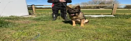 German Shepherd dogs for sale: Retiring 3 bitches & 1 male - Advert 8