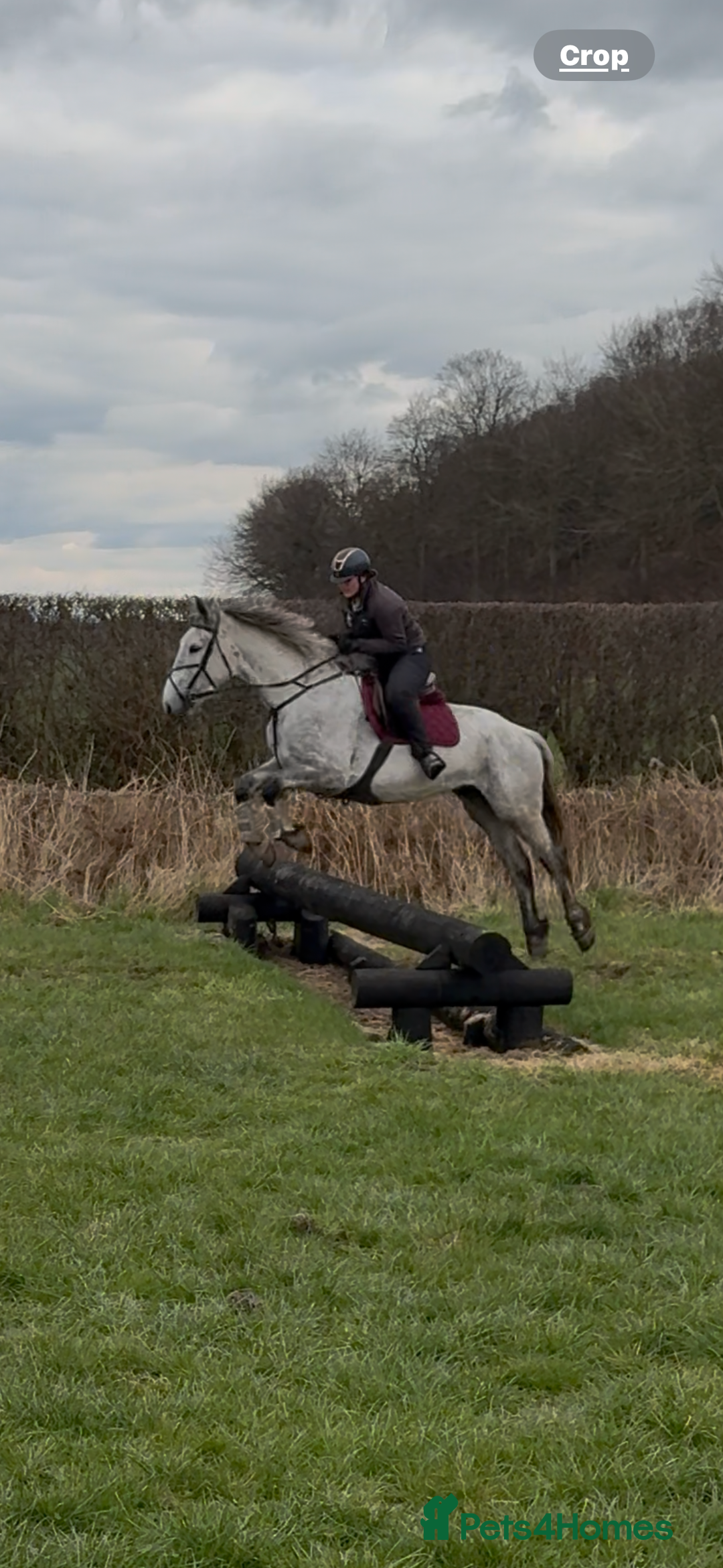 Irish Draught horses for sale: 16.3hh all round mare for sale  - Advert 9
