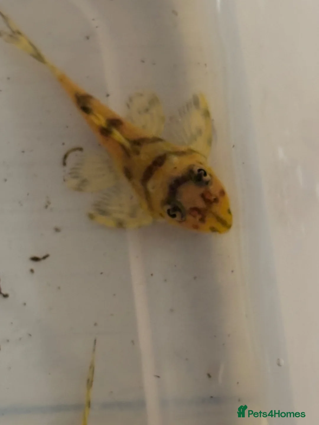 Plecos fish for sale: L236sy. Sub adults.  - Advert 2