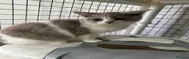 British Shorthair 1