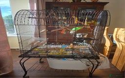 Conures birds for sale: 8 year old Conure for sale - Image 3