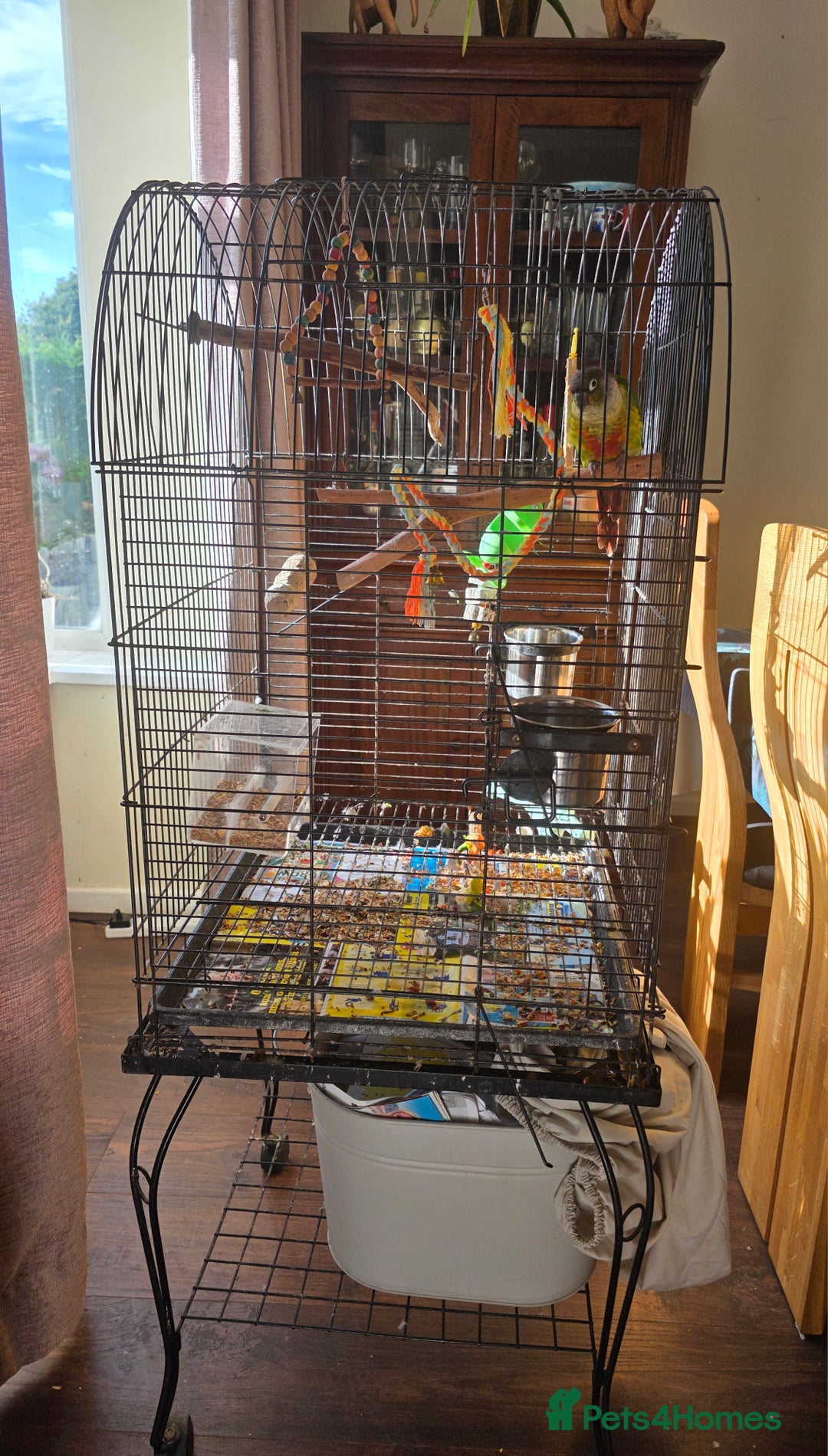 Conures birds for sale: 8 year old Conure for sale - Image 3