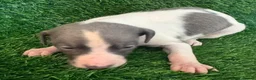 Whippet dogs for sale: ✨ EXCEPTIONAL PEDIGREE WHIPPETS  - Advert 26