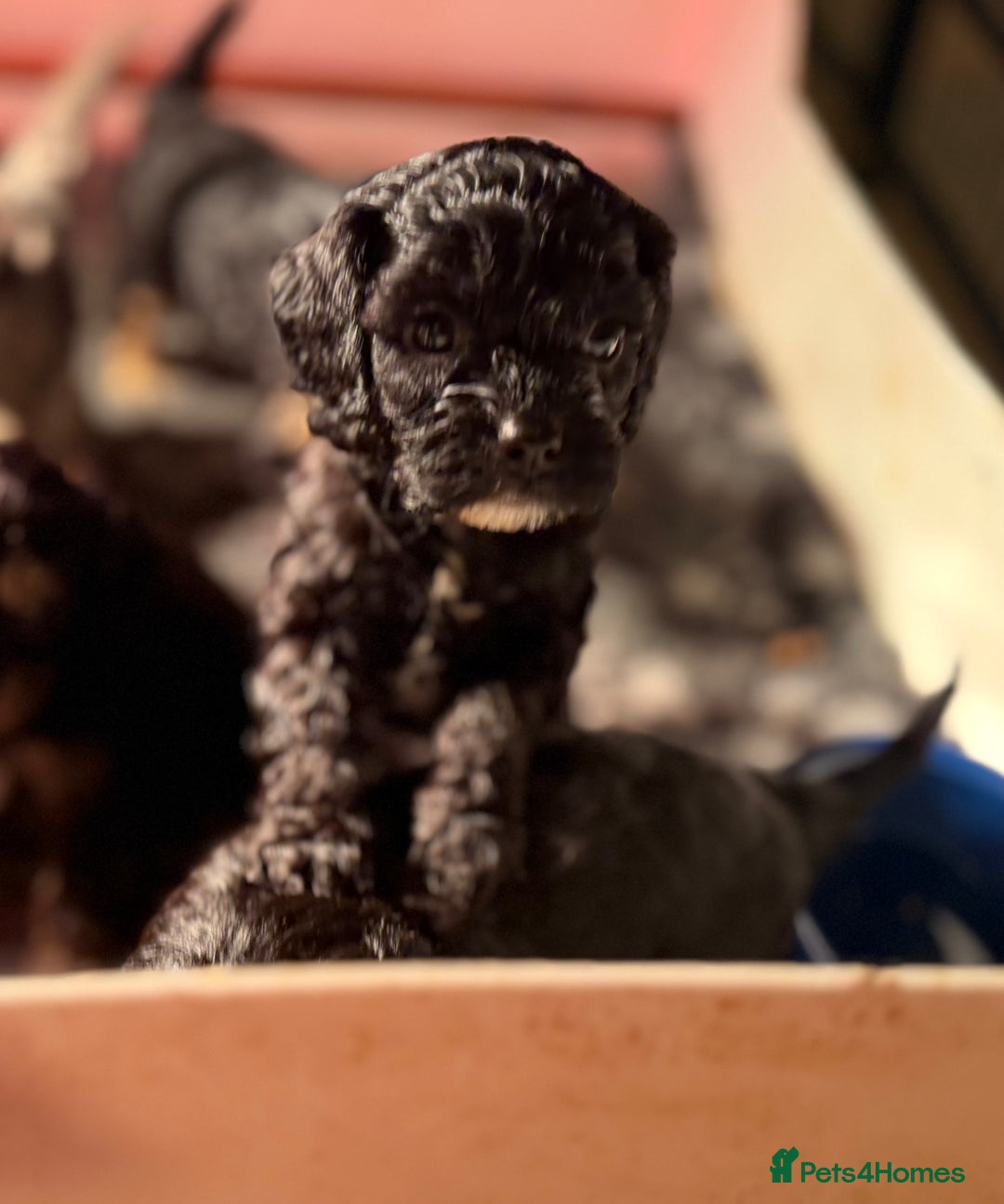 Cavapoo dogs for sale: Ready to leave! Top Class Cavapoo puppies.  - Advert 5