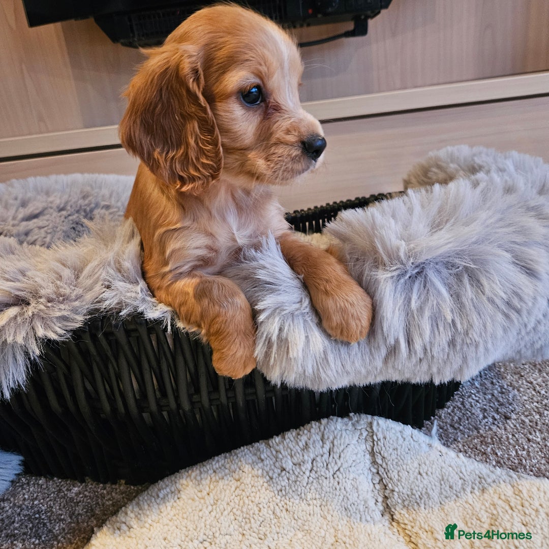 Cocker Spaniel dogs for sale: Rare Merle Working Type Cocker Spaniels - Advert 12