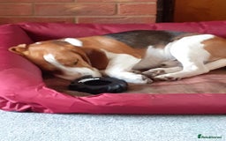Beagle dogs for sale: Beagle Dog - Image 1