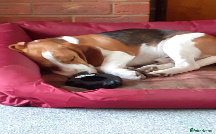Beagle dogs - Advert 1