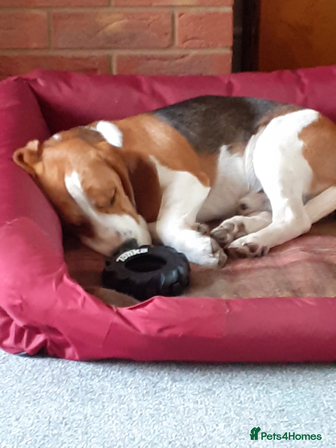 Beagle dogs for sale: Beagle Dog - Image 1