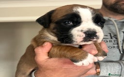 Boxer dogs for sale: Kc Beautiful Red and White Boxer Puppies  - Image 3