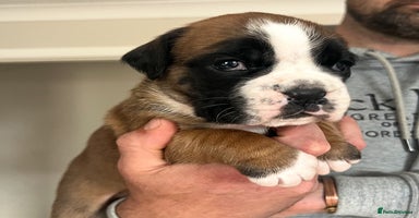 Boxer dogs - Advert 2