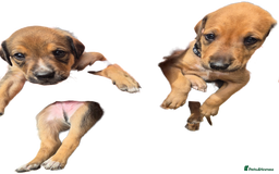 Mixed Breed dogs for sale: Lurcher x staff  in Sturminster Newton - Image 2