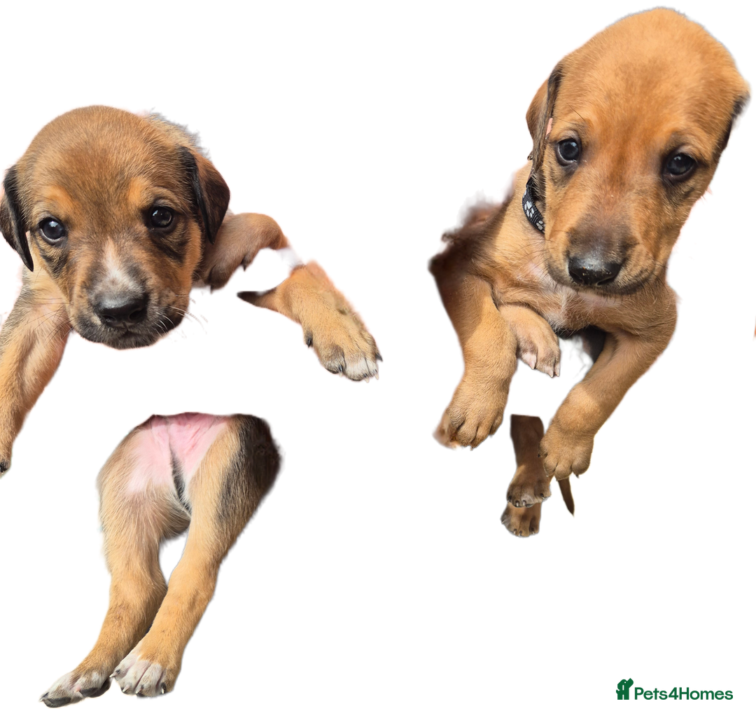 Mixed Breed dogs for sale: Lurcher x staff  in Sturminster Newton - Image 2