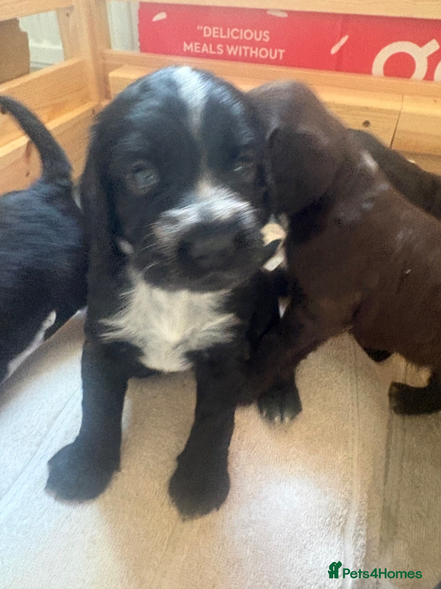 Sprocker dogs Two gorgeous Sprocker spaniels for sale - Advert 2