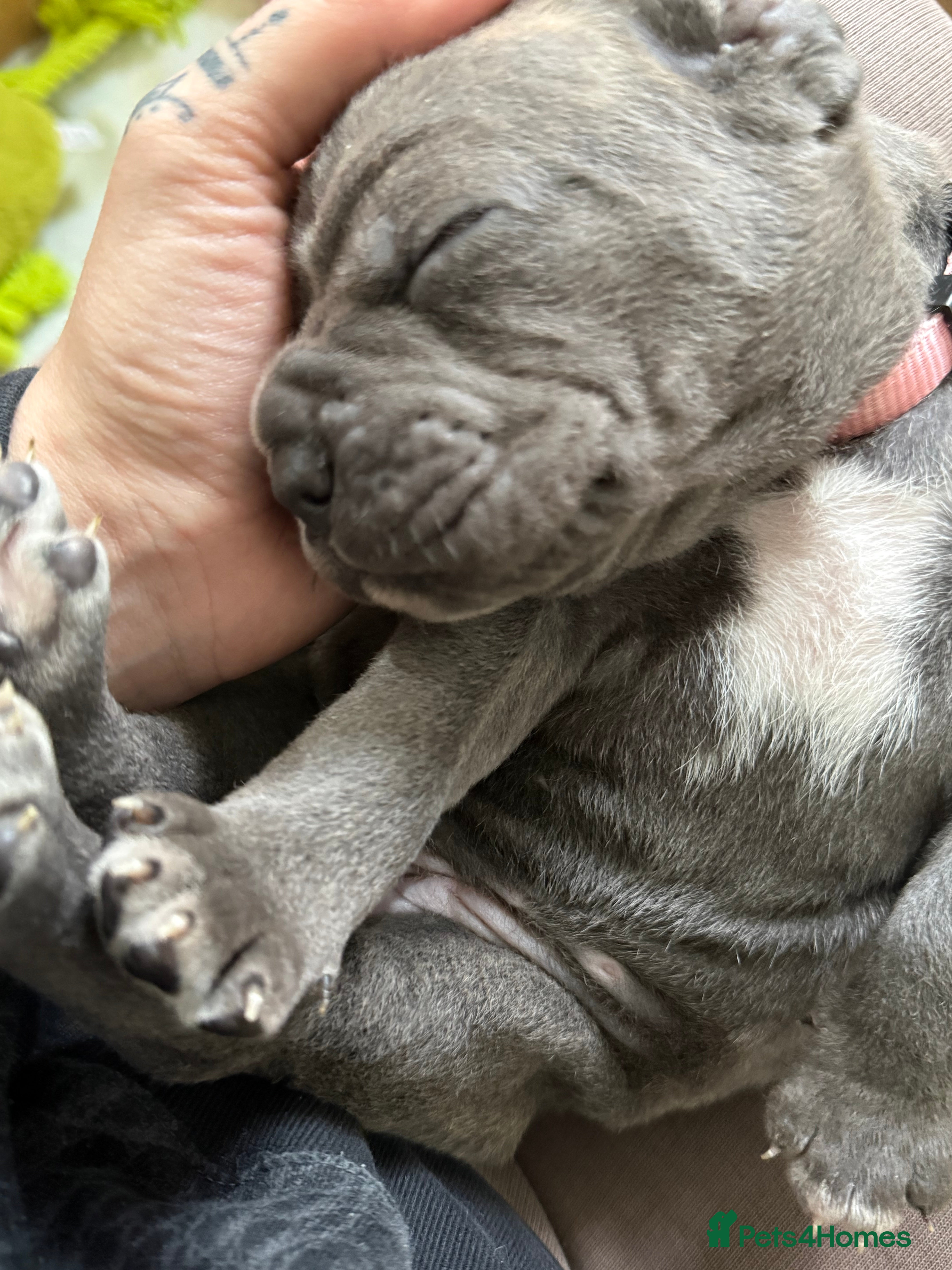 Cane Corso dogs Cane corso - Advert 18