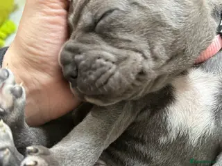 Cane Corso dogs Cane corso - Advert 18