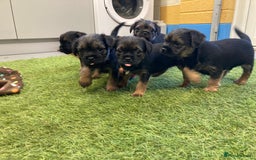 Border Terrier dogs for sale: Border Terrier puppies  - Image 2